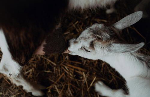 "Koziołek Suchodołek" - Foto 37