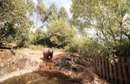 CASA DA PIA - Pia do Urso - Foto 44