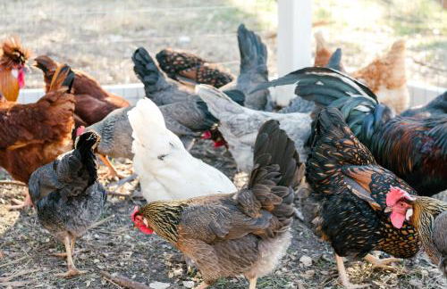 Sauceda Cottage at Wrenwood Ranch, King Bed - Foto 22