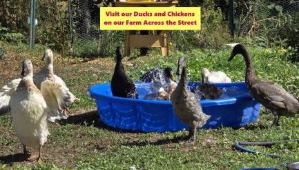 Cottage by the Sea - Foto 4