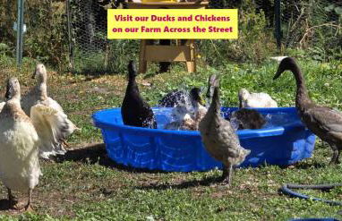 Cottage by the Sea - Foto 4