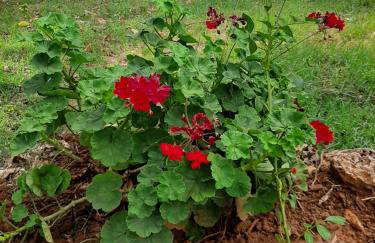 Apartmani Lea - Foto 7