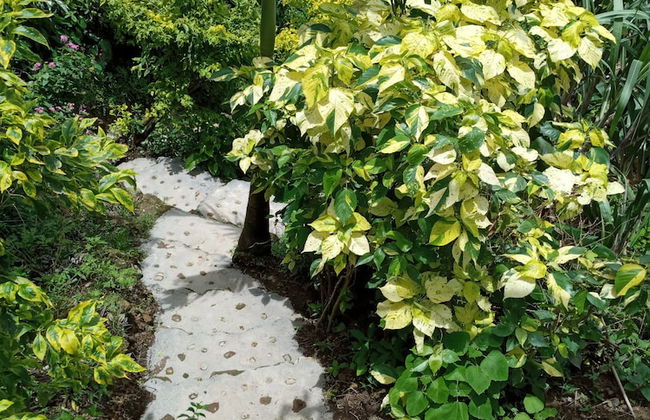 Berkey's Jungle Paradise - Photo 50