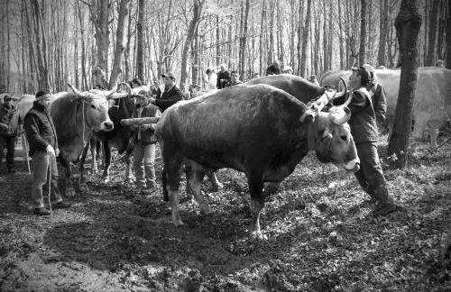 Tana di Zia Nature, Yourself, Love - Foto 64