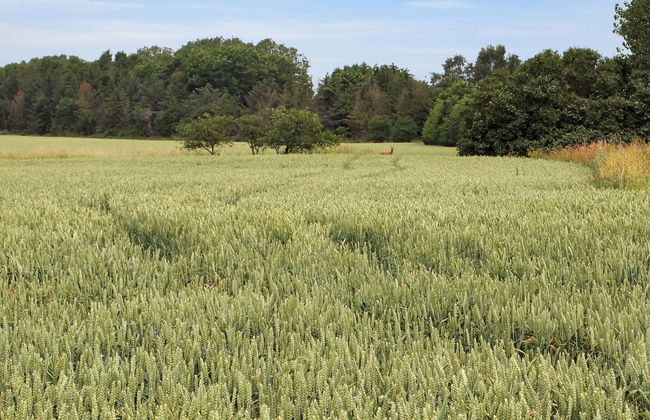 "Jeip" - 400m to the fjord - Foto 3