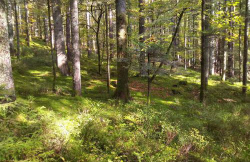 Tiny-Ferienhäusle Casa Wendy - Photo 23