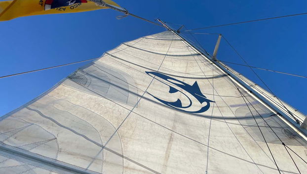 Whale & Dolphin Watching in Puerto Calero - Foto 4