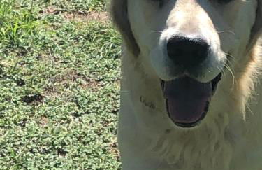 L'Olivier Fleurie Barjols - Foto 45