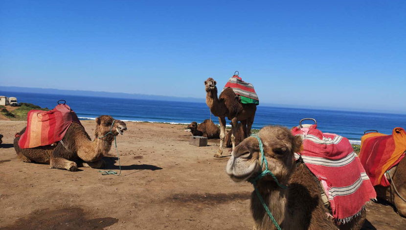 Pronti per il giro in cammello