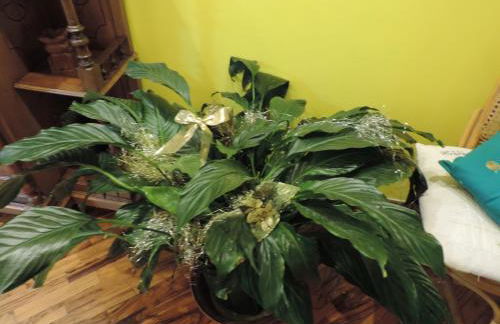 Sinfonia di Napoli - Foto 61