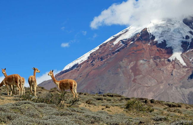 Private Excursions from Guayaquil - Photo 7