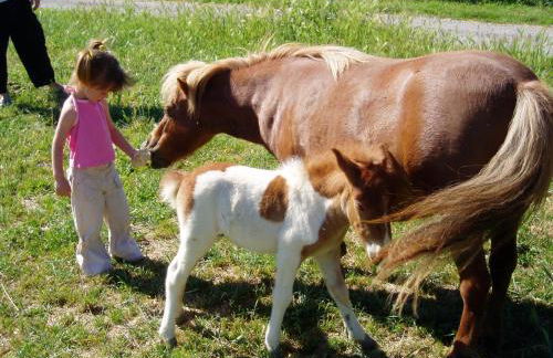 Domaine du Bas Chalus - Foto 10