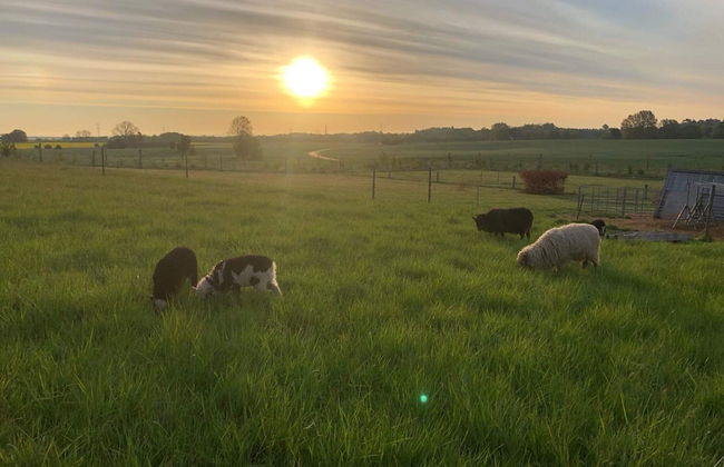 4 Person Holiday Home in Skibby-by Traum - Foto 14