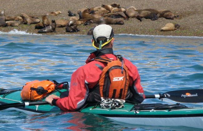 Kayak Tour and Sea Lion Sighting - Photo 1