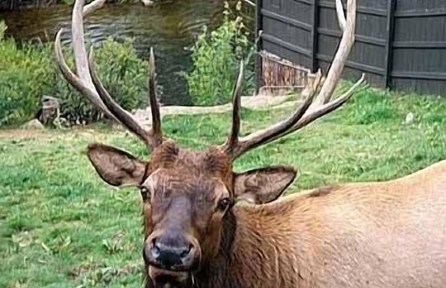 River Ridge Cottages - Foto 2