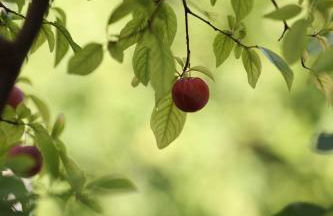 Hellenic Suites Afrodite Jacuzzi & Fireplace - Foto 22