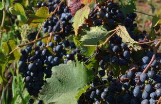 Villa Leopoldo by Istrian Country Houses - Photo 51