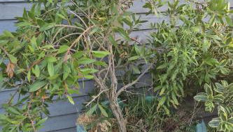 Mulberry Suites - Photo 3