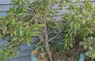 Mulberry Suites - Photo 3