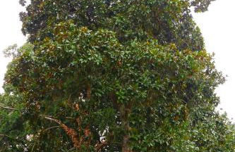 Le Magnolie Agriturismo - Foto 78