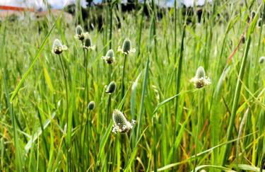 Casa Martins Country Apt No 4 - Foto 15