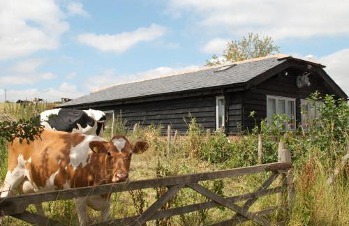 Bull Farm Studios - Foto 19