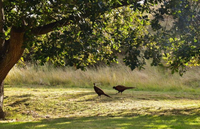 Cottage in Nes-ameland Near Coastline - Foto 26