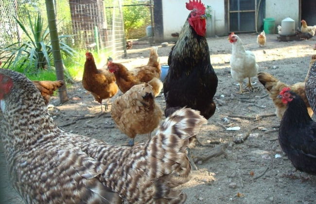 La Cour Saint Richer - Foto 71