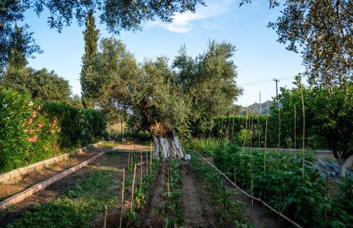 Georgias paradise villa and Garden - Foto 40