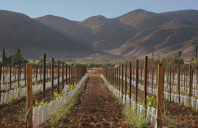 Alma Liebre Viñedos del Valle - Foto 50