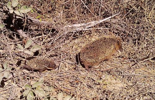 Holiday Home Stazzo mit Garten in Luogosanto by Interhome - Foto 32