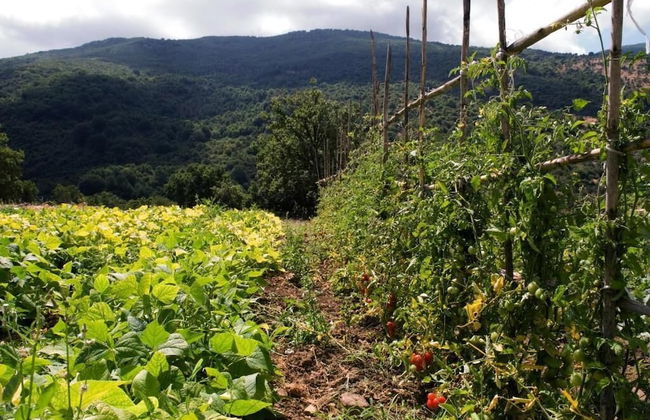 Masseria rocca di Gonato - Foto 32