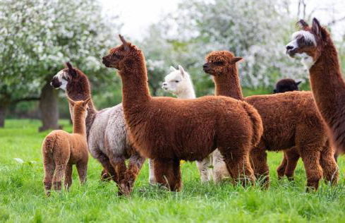 Sweet Dreams Elegance Spa, Colazione & Relax - Foto 36