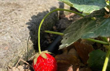 Agriturismo Podere Valdo - Foto 76