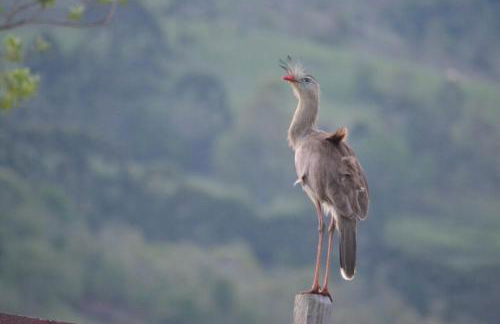 Casa poesia vista maravilhosa em Gonçalves-MG - Foto 54