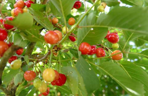 Natur-Aktiv-Hof Thiem - Foto 56