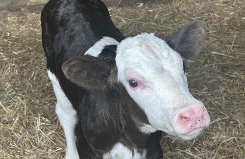 Cosy Owls Roost Hut With Private Hot Tub - Foto 86