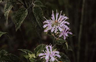 Healing Acres - Foto 38