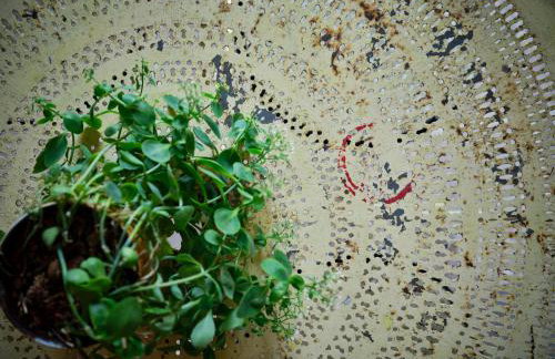 Verdenoce Agriturismo - Foto 68