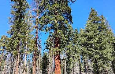 Peaceful Pines Place, a cozy mountain hideaway wAC - Foto 27