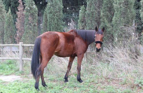 Mas des Oliviers - Foto 23