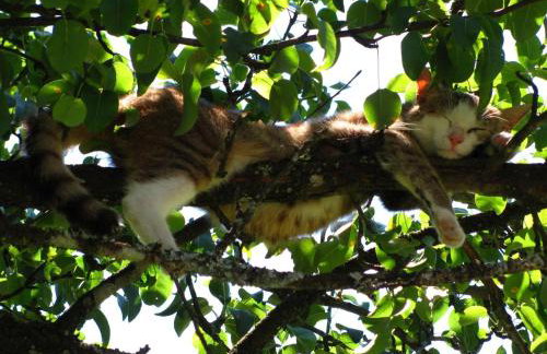 Ferienhof Rohrbachhof - Foto 3