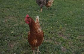 Agriturismo La Ginestrella - Foto 12