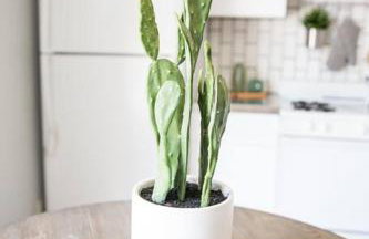 Seaside Bliss -Downtown! Beach! ConvCenter! Bikes! - Foto 24