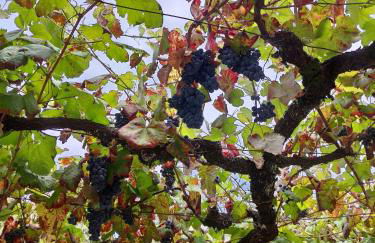 Casa da Mata - Foto 53