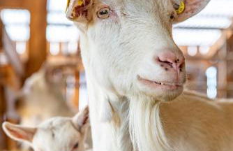 Ferienwohnung Kapellenhof - Foto 12