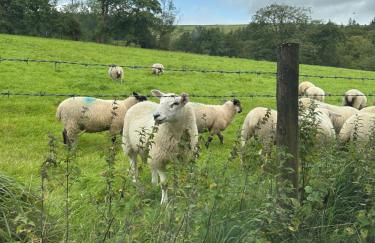 Ladybird Cottage - Foto 9