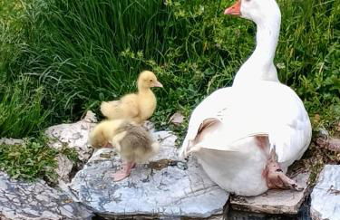 casa vacanze campagna in compagnia - Photo 8