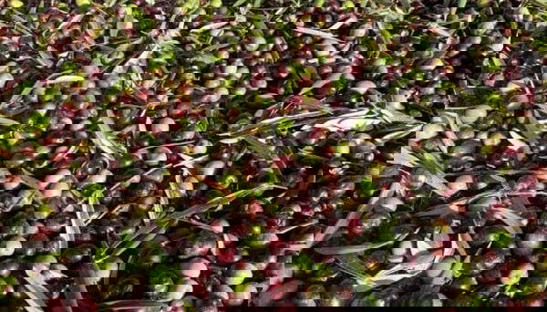 Degustazione d'olio d'oliva