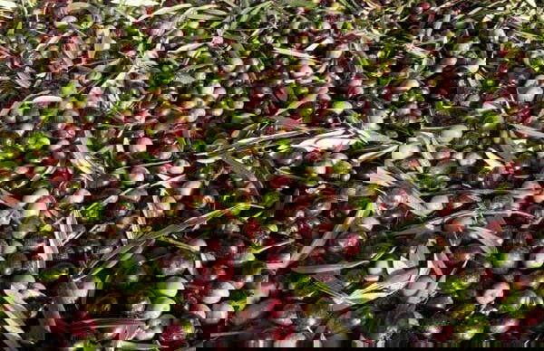 Visita di una cantina del Lago di Garda + Degustazione di vino e olio - Foto 3